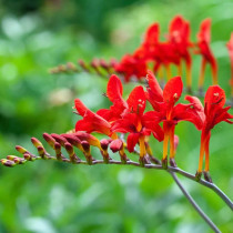 Crocosmia Lucifer