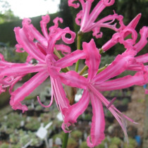 Nerine Isabel