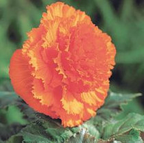 Begonia Dinner Plate Orange