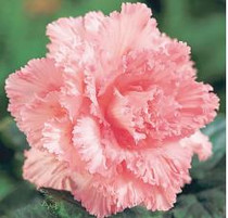 Begonia Dinner Plate Pink