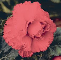 Begonia Dinner Plate Red
