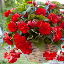 Hanging Basket Begonia Red 