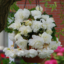 Hanging Basket Begonia White