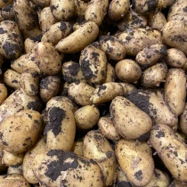 Christmas Seed Potato Maris Peer