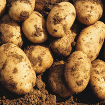 Maris Peer