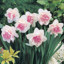 Daffodil Replete