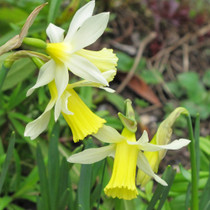 Narcissi Elka