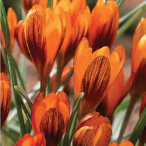 Crocus Orange Monarch