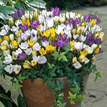 Crocus Woodland Species Mixed