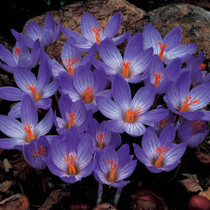 Crocus Speciosus  Autumn Crocus