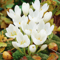 Crocus Speciosus 'Albus' Autumn Crocus