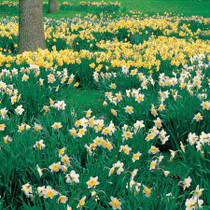 Narcissus For Naturalizing