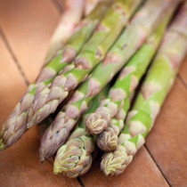 Asparagus Guelph Millenium