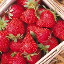 Mr Middleton Strawberry Symphony