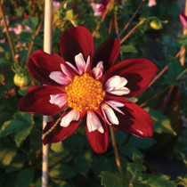 Dahlia Anemone Mary Eveline