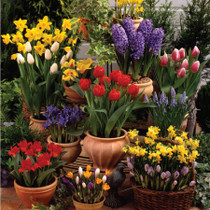 The Patio Collection