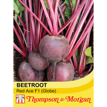 Beetroot Red Ace F1 Hybrid