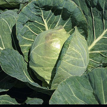 Cabbage 'Primo'