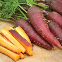 Carrot Cosmic Purple