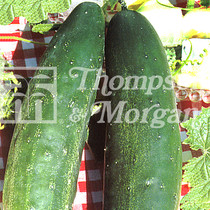 Cucumber Burpless Tasty Green