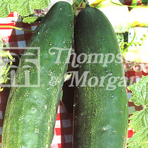 Cucumber Jogger F1 Hybrid