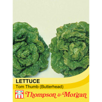 Lettuce Tom Thumb