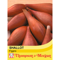 Shallot Figaro
