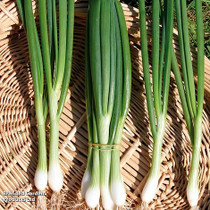 Spring Onion White Lisbon