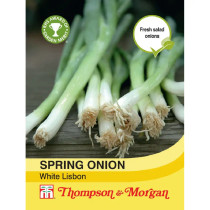 Spring Onion White Lisbon