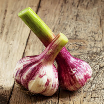 Garlic 'Early Purple Wight'