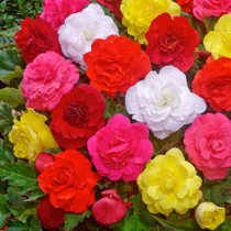 Mr Middleton's Large Flowered Begonias 