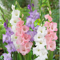 Vintage Gladioli