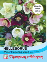 Helleborus Winter Flowering Mixed