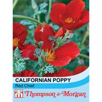 Californian Polly Red Chief