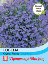 Lobelia Crystal Palace