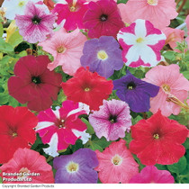 Petunia Rainbow Mixed F2 Hybrid