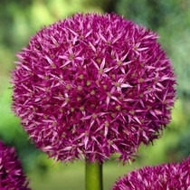 Allium Beau Regard 