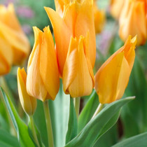 Tulipa Praestans Moondance