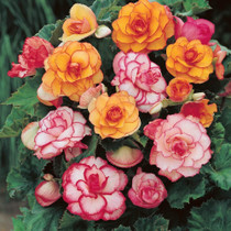 Begonia Peach & Lychee