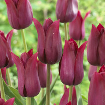Tulip Merlot