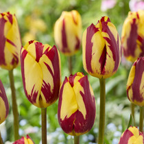 Tulip Helmar