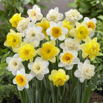 60 Days of Daffodils
