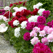 MR MIDDLETON’S BORDER GARDEN PEONIES