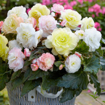 BEGONIA LEMON BLOSSOM