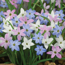 Ipheion Stars Mixed