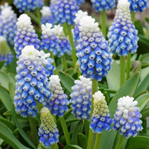 Muscari Mountain Lady