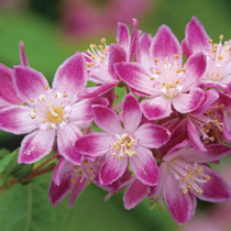 Deutzia x Hybrida ‘Strawberry Field