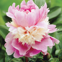 Paeonia Sorbet