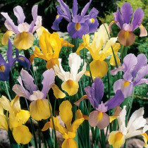 Beauty Blend Iris Mixture
