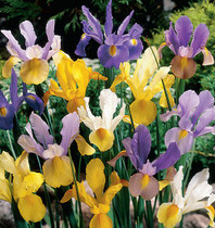 100 Mr Middleton Special Selection Iris for Cut Flowers